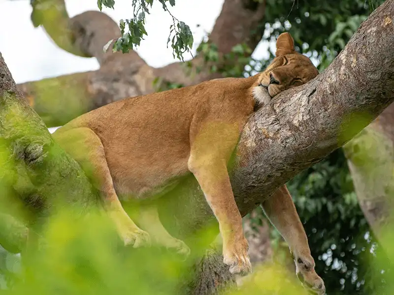 Rare tree-climbing lions resting on a branch in Queen Elizabeth National Park
