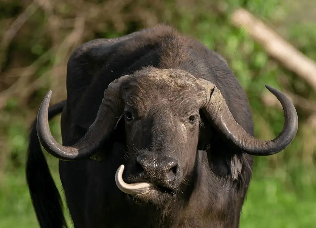 African Big Five mammals wildlife encounter at Murchison Falls National Park