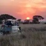 family safari packages in Uganda with safari jeep during game drive
