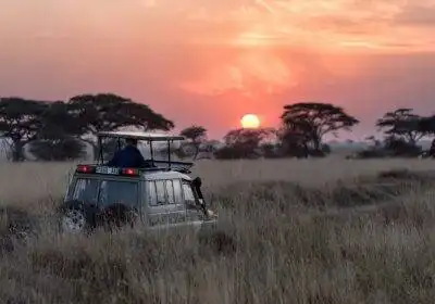 family safari packages in Uganda with safari jeep during game drive