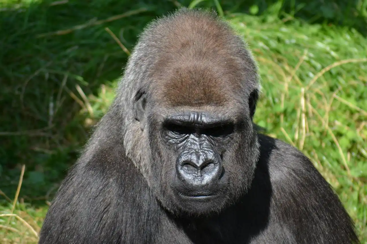 Silverback mountain gorilla in Bwindi Impenetrable National Park, Uganda during gorilla trekking experience