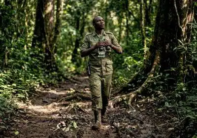 Ranger walking muddy forest trail in Bwindi