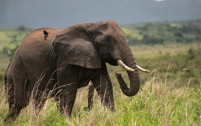 Rwanda