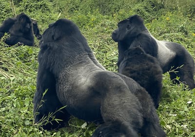 Close encounter with a silverback mountain gorilla during Bwindi trekking