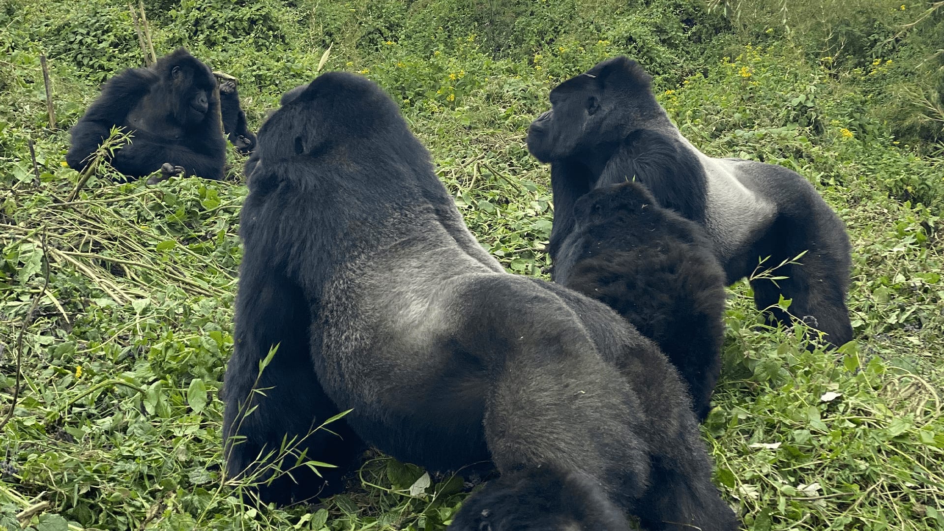 Close encounter with a silverback mountain gorilla during Bwindi trekking
